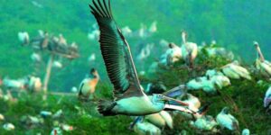 List of Bird Sanctuaries of India