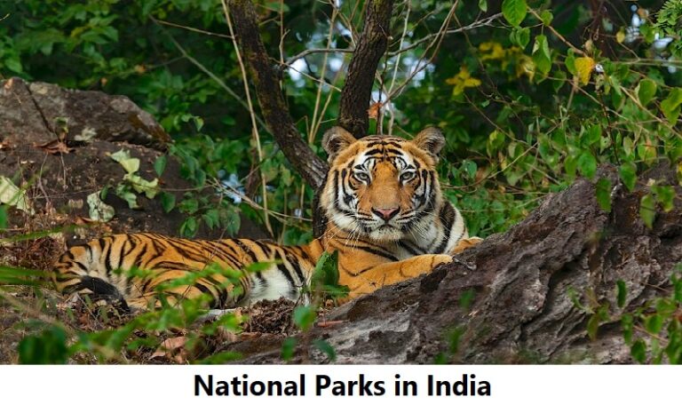 National Parks In India 768x456 