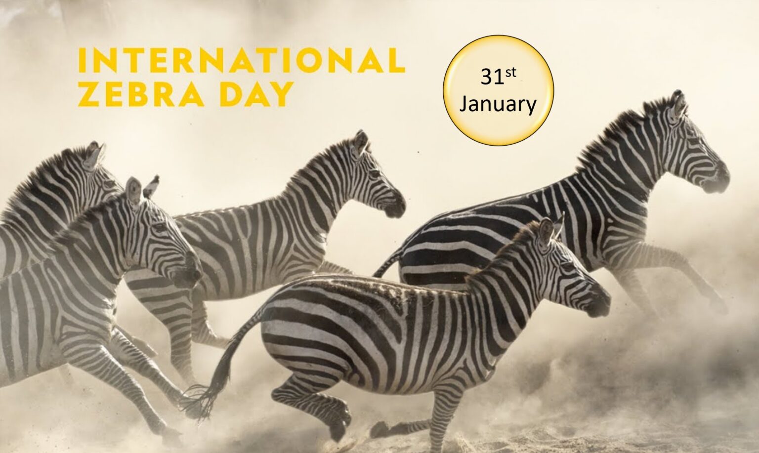 International Zebra Day 1536x917 