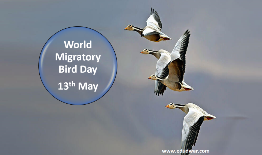 World Migratory Bird Day 204 History, Activities, and much more Edudwar