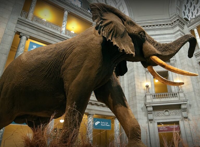 Smithsonian National Museum Of Natural History 768x563 