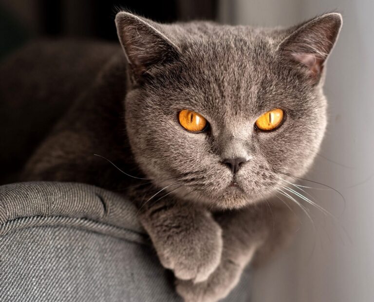 15 Most Expensive Cats in the World 2024 - Edudwar