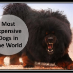Most Expensive Dogs in the world 2024
