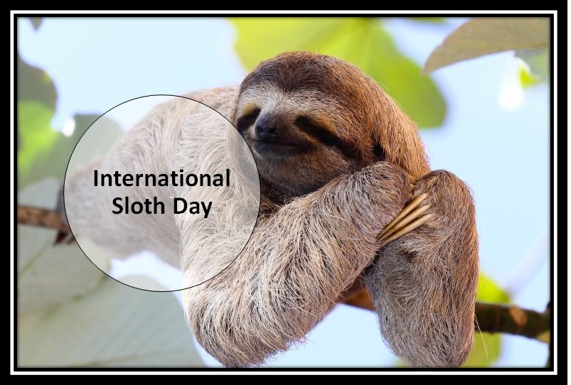 International Sloth Day 2023 Significance, History & Important facts
