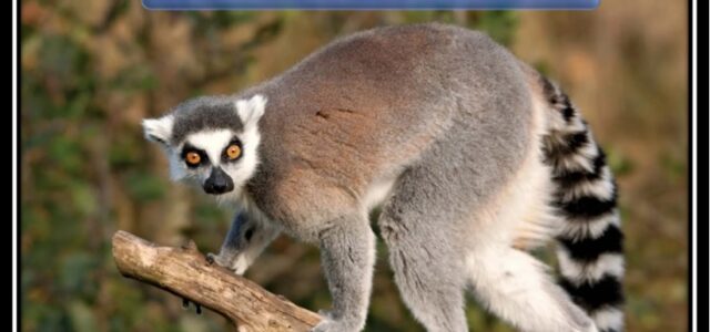 World Lemur Day 2023: Significance, History & Interesting Facts - Edudwar